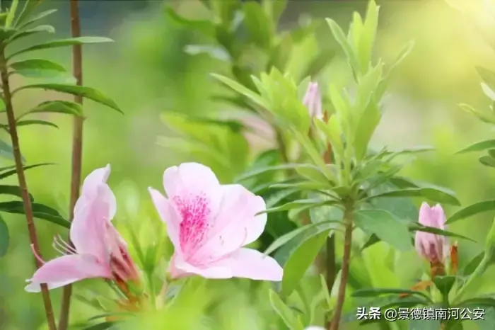 哪些花春天开_15种迎春花介绍