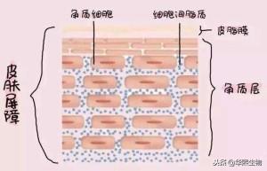 哪些人容易诱发屏障受损_皮肤屏障受损的原因