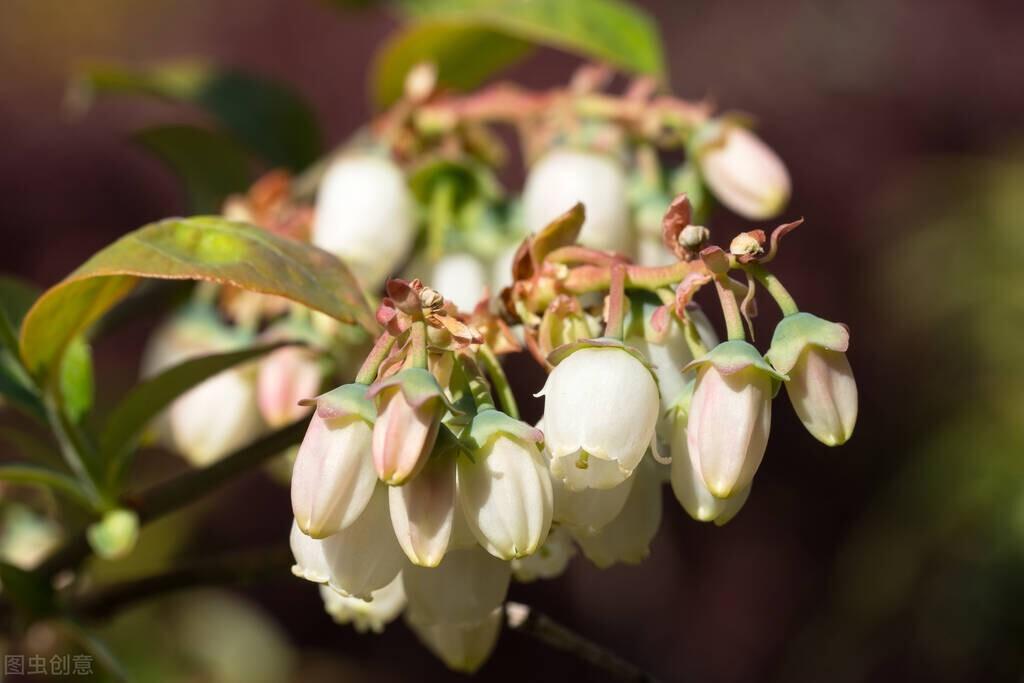 蓝莓什么季节吃最好_蓝莓的产地