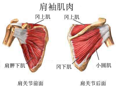 肩袖是什么_一文解答