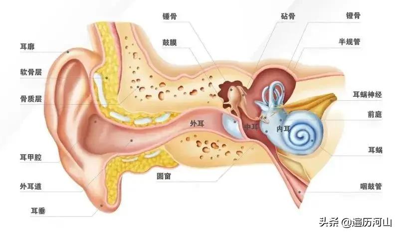 为什么耳朵可以听到声音_耳朵可以听到声音原理