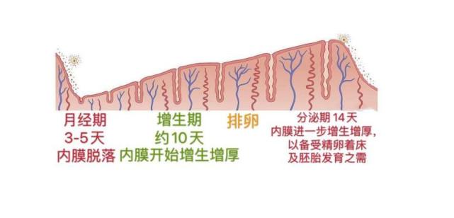 如何科学保养子宫内膜_子宫内膜的正常范围