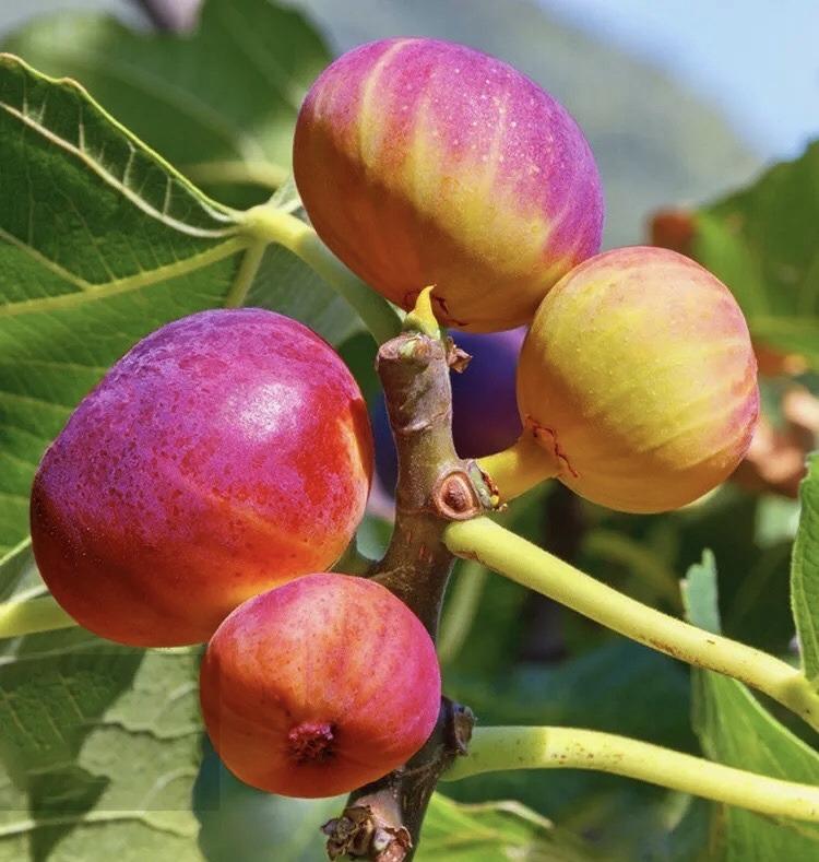 无花果怎么种植_无花果的种植方法