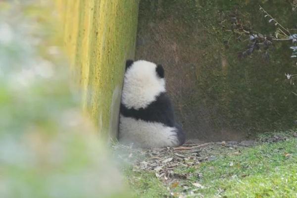 大熊猫宝新已去世