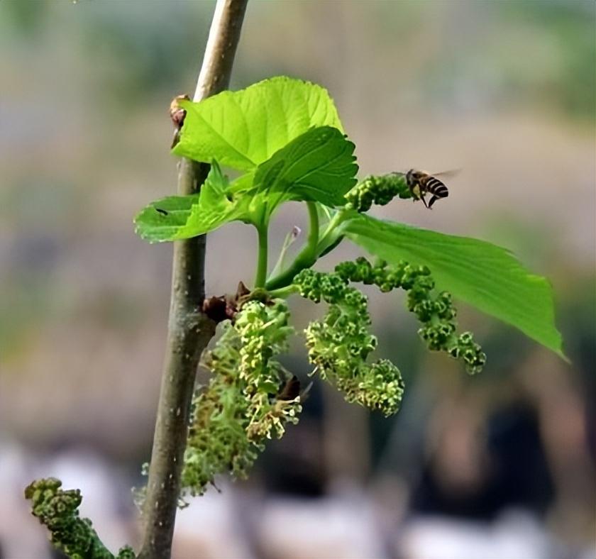 桑葚怎么种植_桑葚种植方法