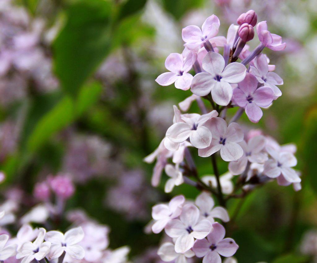 丁香花什么时候盛开_丁香花几月开