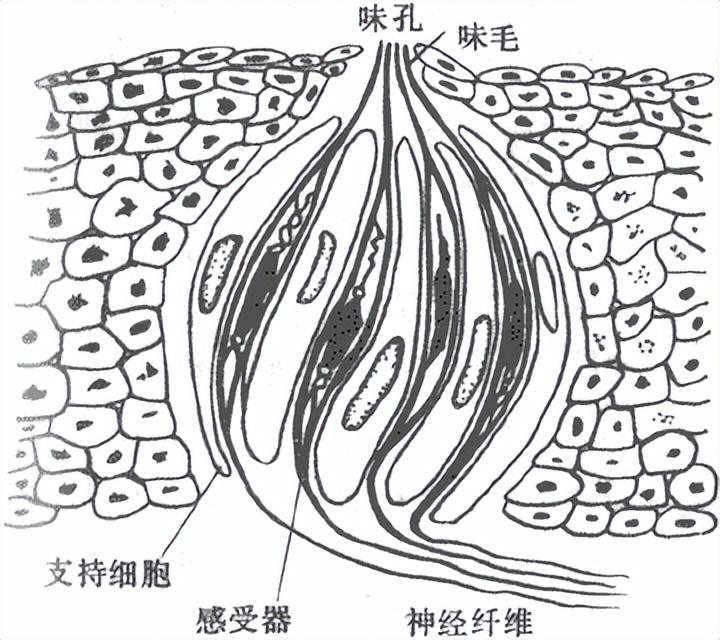 舌头是如何尝出味道的_舌头的作用