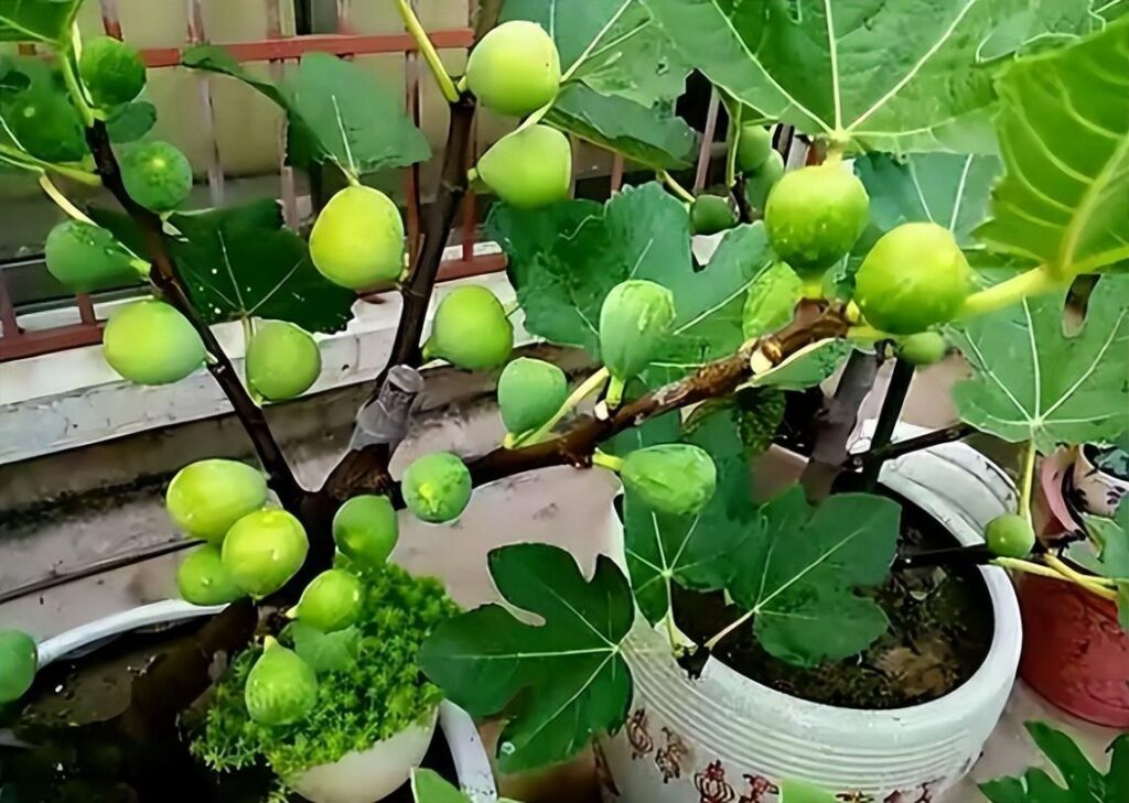 无花果怎么种植_无花果的种植方法