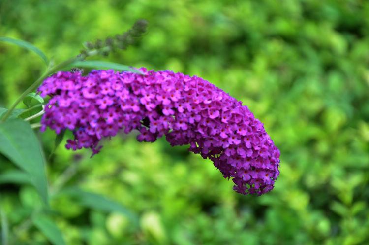 丁香花什么时候盛开_丁香花几月开