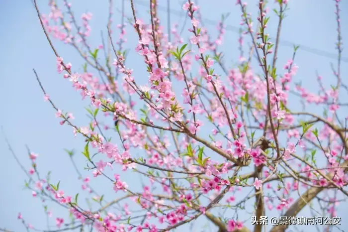 哪些花春天开_15种迎春花介绍