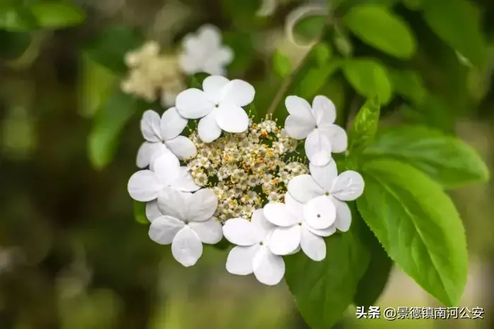 哪些花春天开_15种迎春花介绍