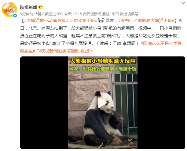 大熊猫被小鸟薅毛毫无反应淡定干饭