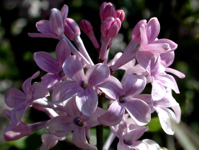 丁香花什么时候盛开_丁香花几月开