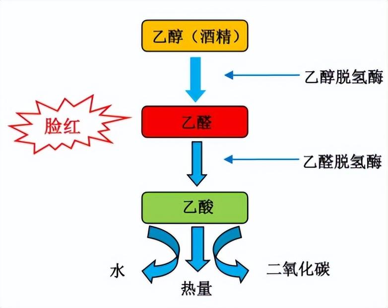 喝酒后为什么脸特别红_简单了解酒精的代谢