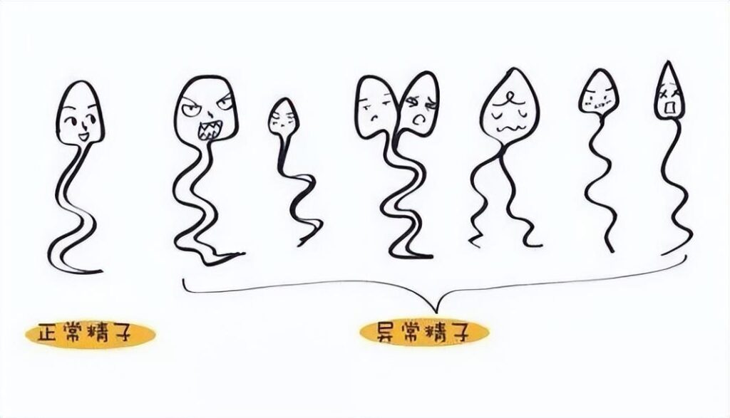 全球男性精子量告急