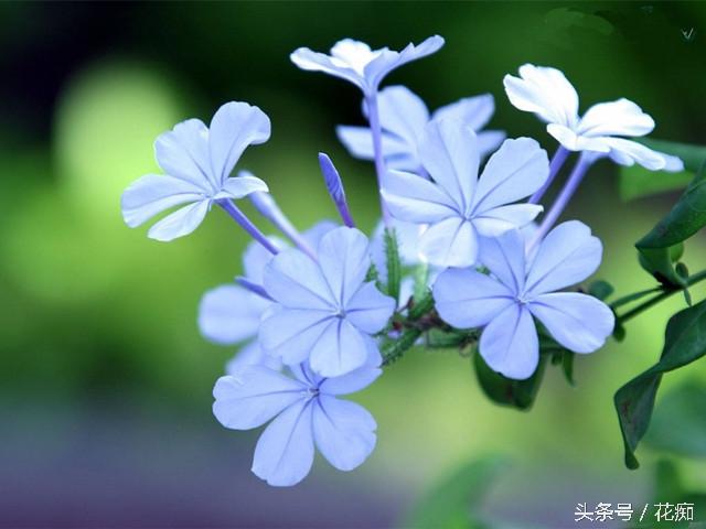 丁香花的价值_丁香花的花语