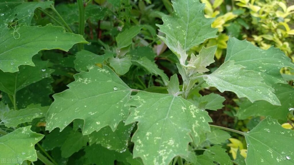 哪些野菜含钙量高_哪些蔬菜含钙量高