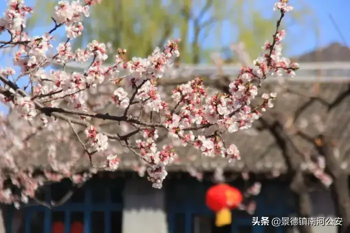 哪些花春天开_15种迎春花介绍