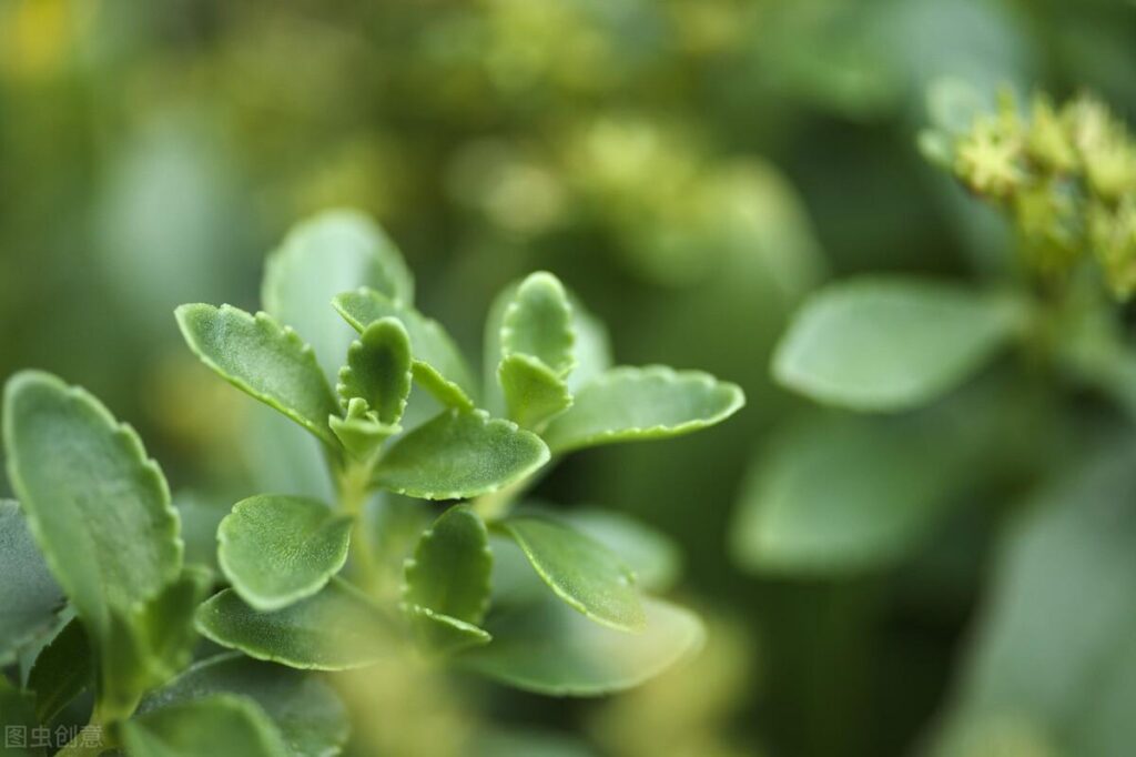 哪些野菜含钙量高_哪些蔬菜含钙量高