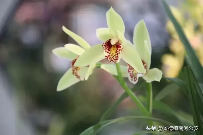 哪些花春天开_15种迎春花介绍