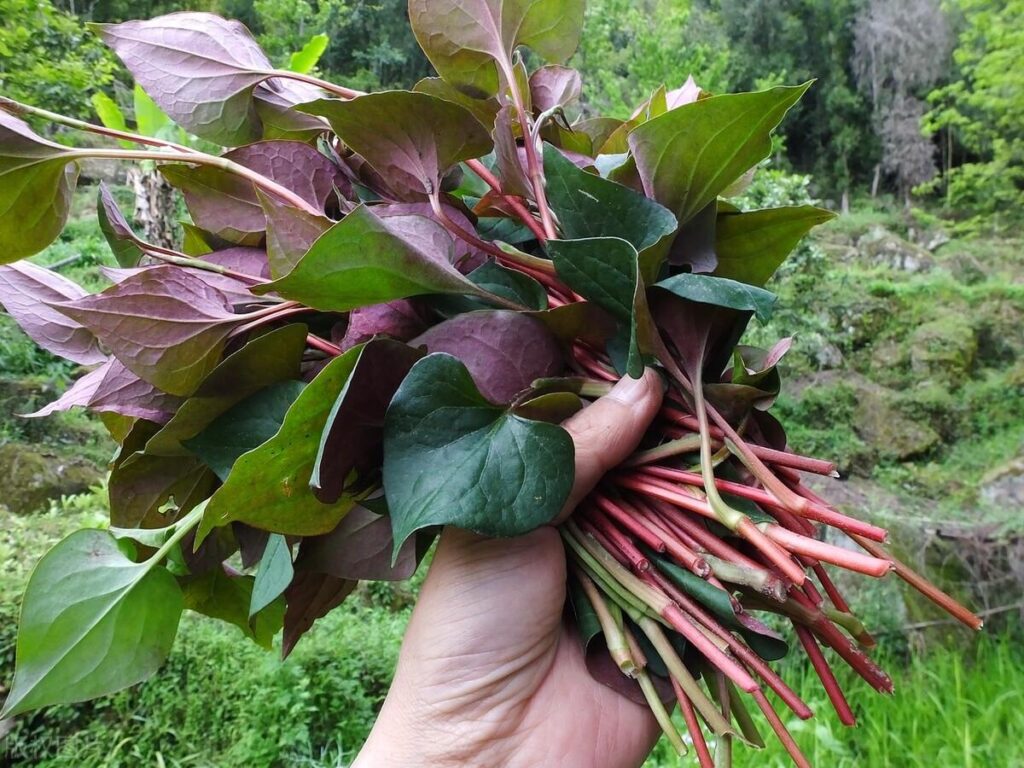 院子里适合种什么蔬菜_适合院子里种的蔬菜推荐