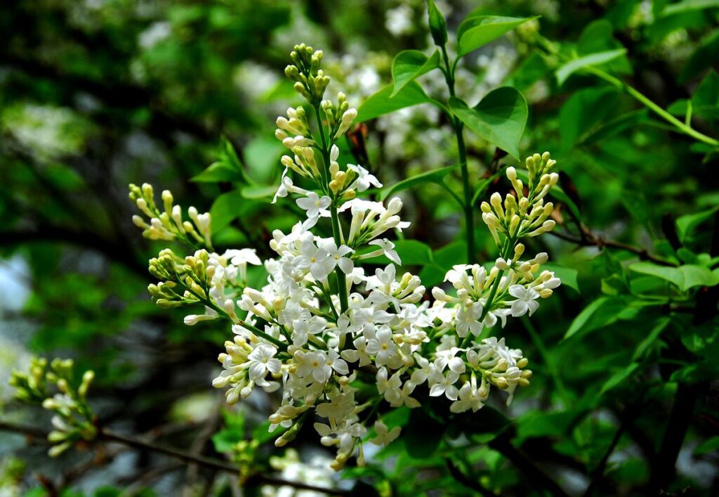 丁香花什么时候盛开_丁香花几月开