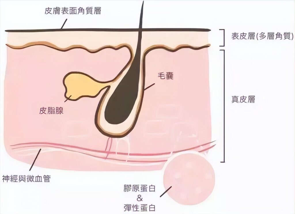 毛孔粗大怎么解决_毛孔粗大的原因和解决