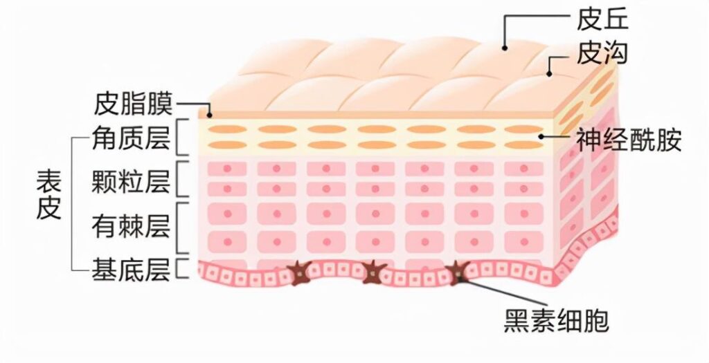 皮肤粗糙是皮肤屏障受损吗_皮肤粗糙怎么改善