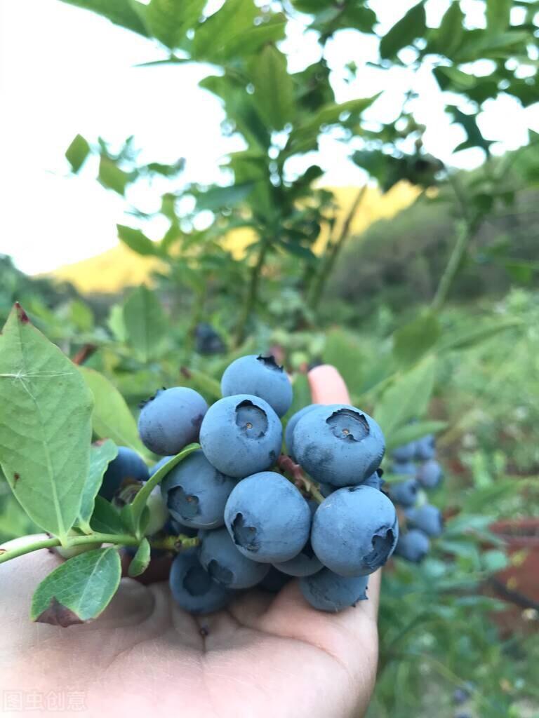 蓝莓什么季节吃最好_蓝莓的产地