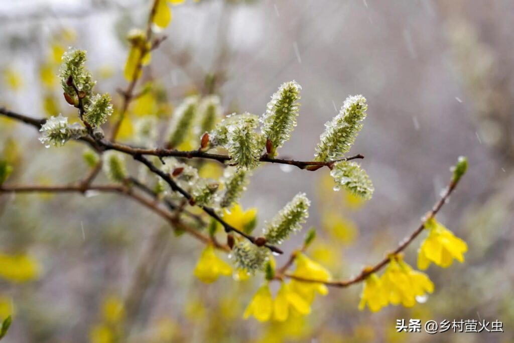 春脖子有多少天_怎么抵御倒春寒