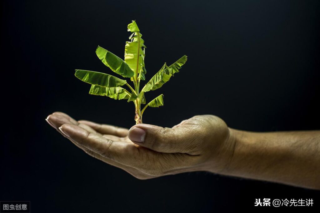 孺子牛从何而来_十二生肖为什么没有猫