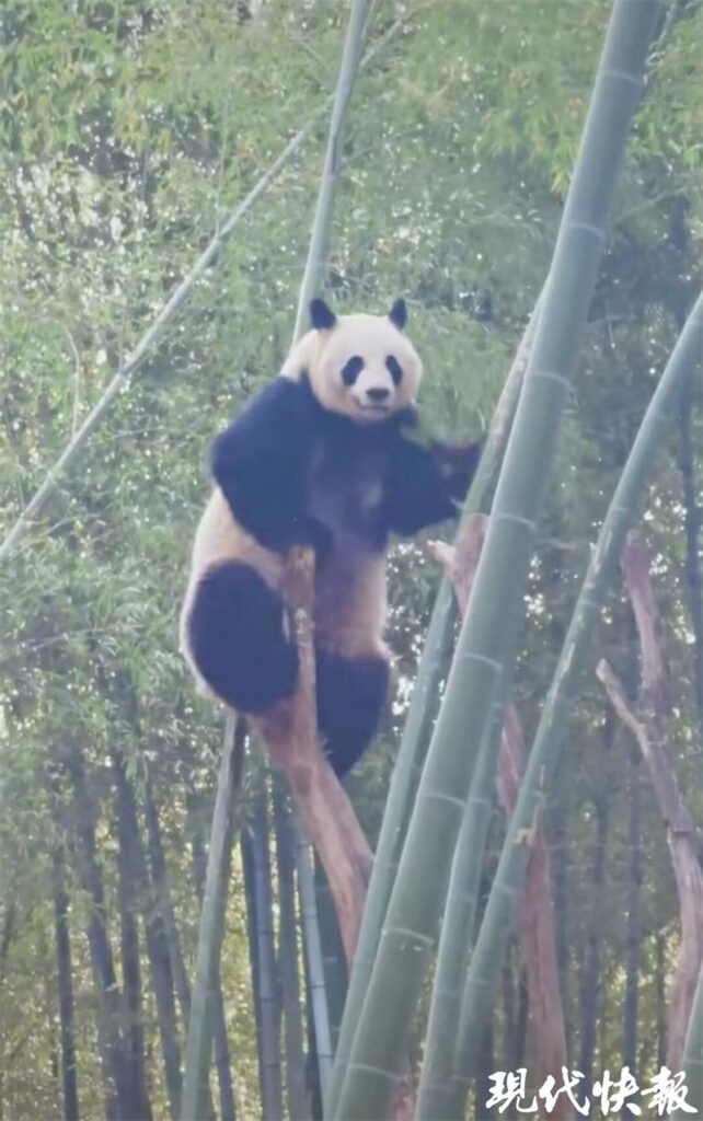 招聘大熊猫饲养员数百份简历零录取