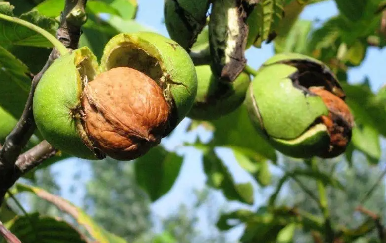 核桃树怎么种植_核桃树种植技巧