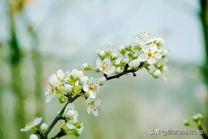 哪些花春天开_15种迎春花介绍