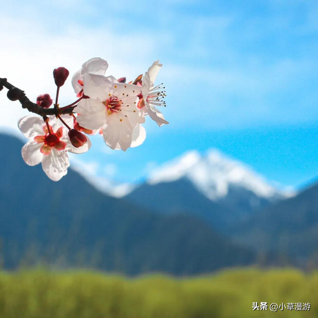 春日赏花适合去哪里_春日赏花旅行的必去之地