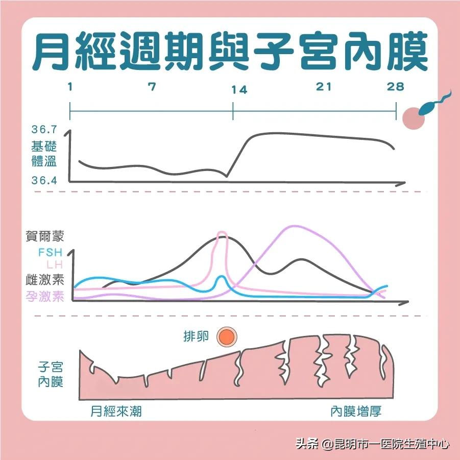 如何增厚子宫内膜厚度_子宫内膜的形成周期