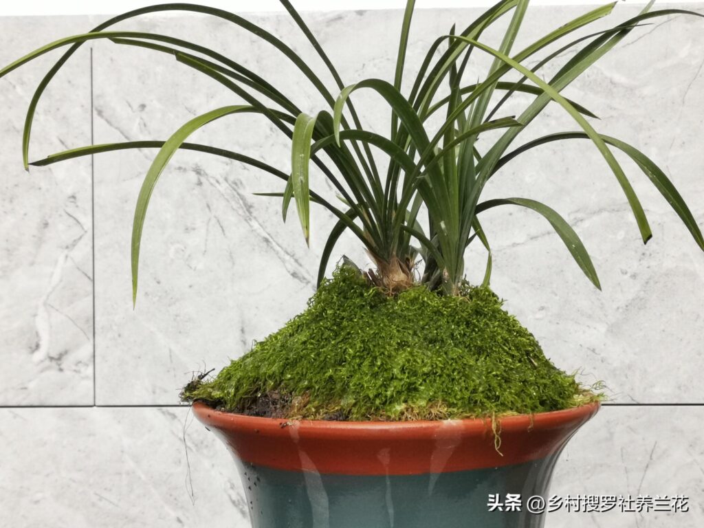 兰花怎样管理_兰花怎样养殖