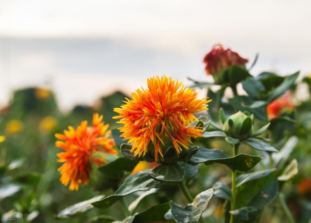 红花怎么种植_红花的种植技术