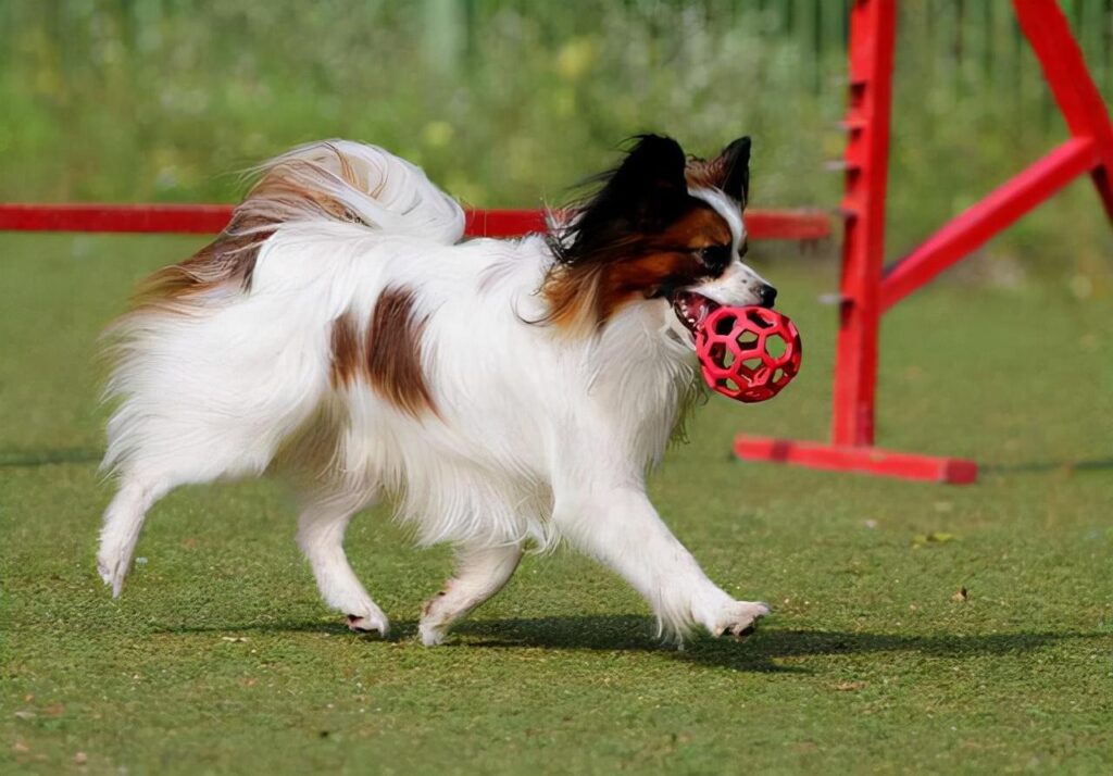 蝴蝶犬好养吗_蝴蝶犬怎么养