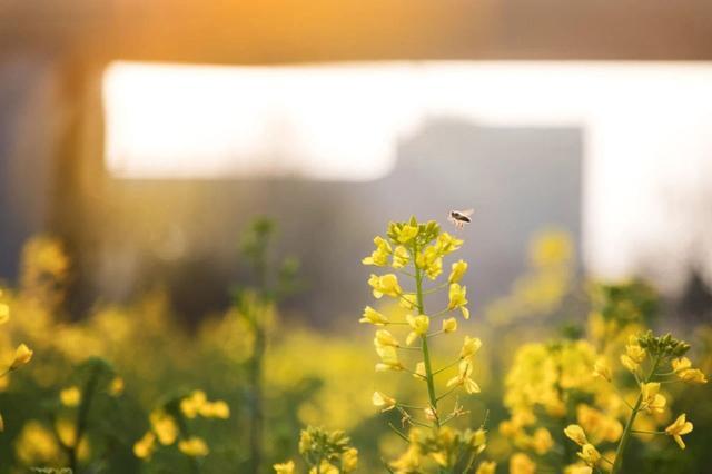 浙大一个走廊被紫藤花淹没