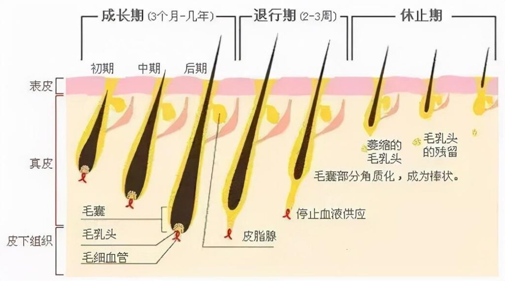 大量脱发怎么办_大量脱发的解决方法