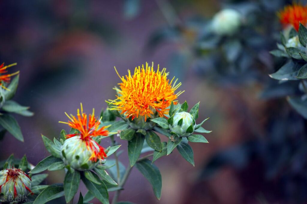 红花怎么种植_红花的种植技术