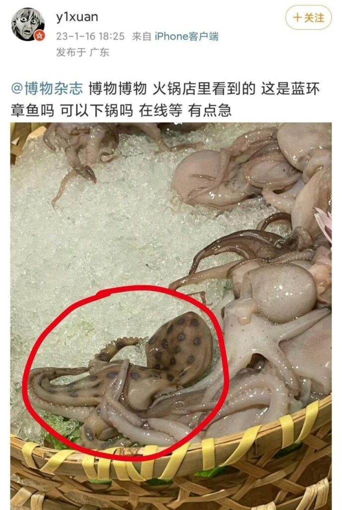 什么是蓝环章鱼_蓝环章鱼有多可怕