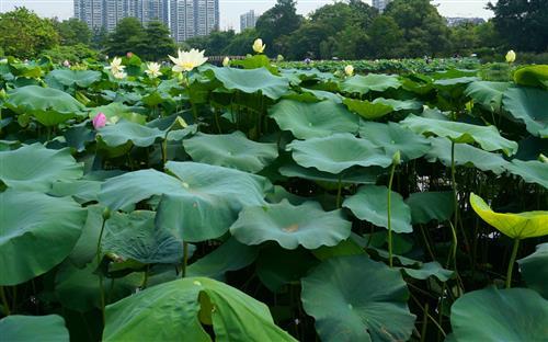 荷叶可以泡水吗_荷叶泡水的好处和功效