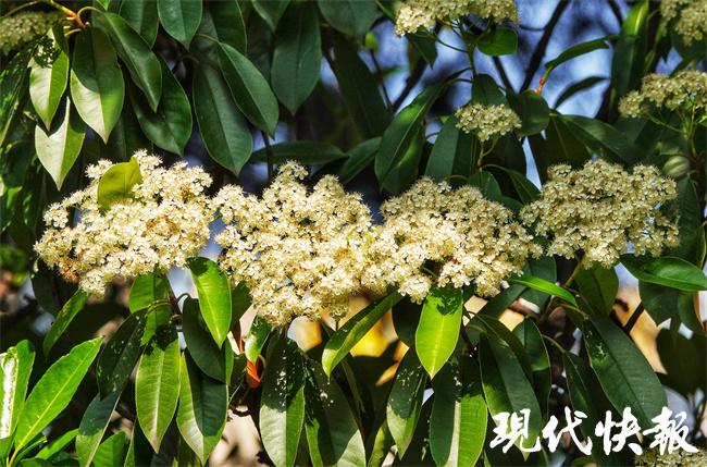 石楠花被吐槽_石楠花的花语