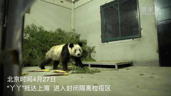 五一假期首日游客冒雨探望丫丫