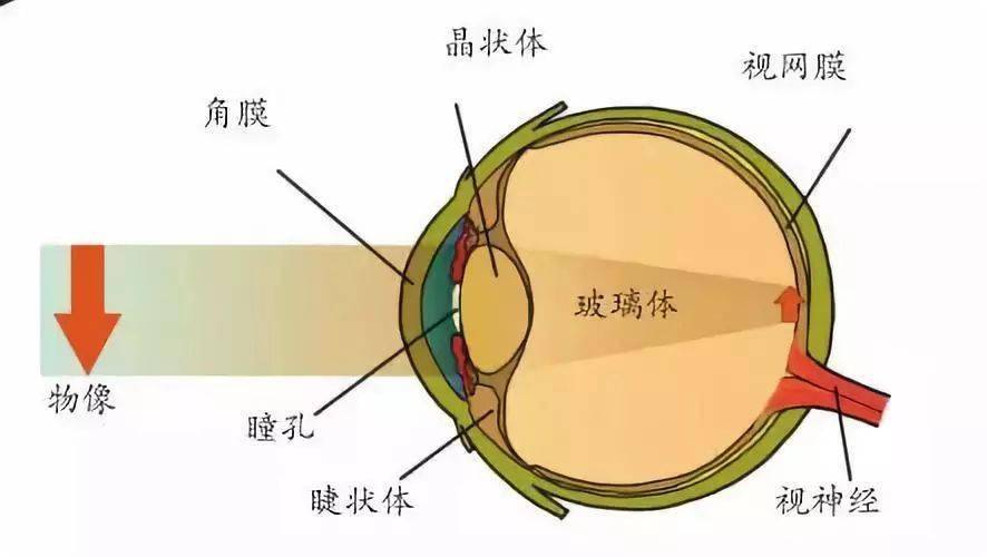 为什么现在近视的人这么多_是什么原因导致的