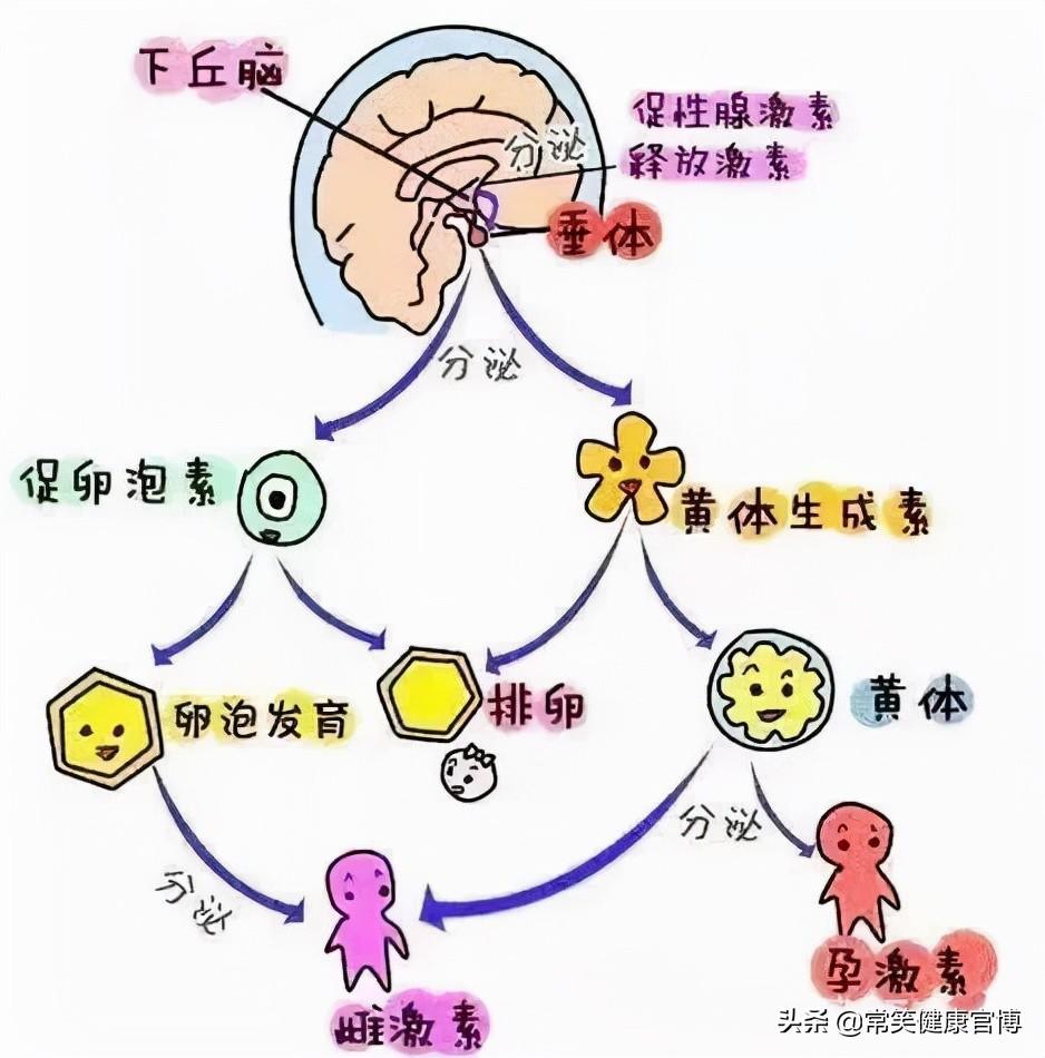 月经现象为何产生_月经周期如何产生