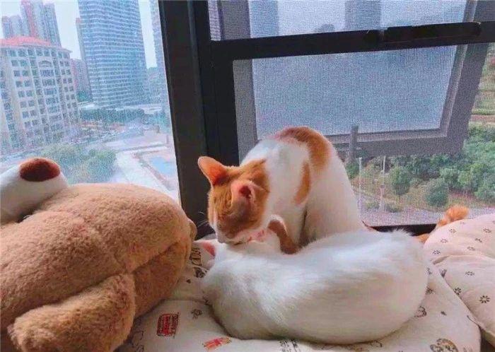 猫咪掉毛怎么处理_猫咪掉毛什么原因