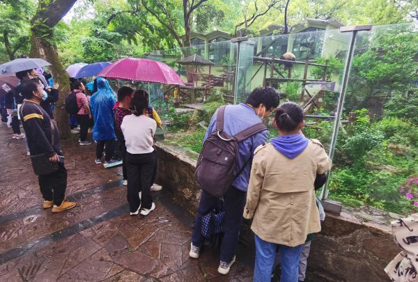 五一假期首日游客冒雨探望丫丫